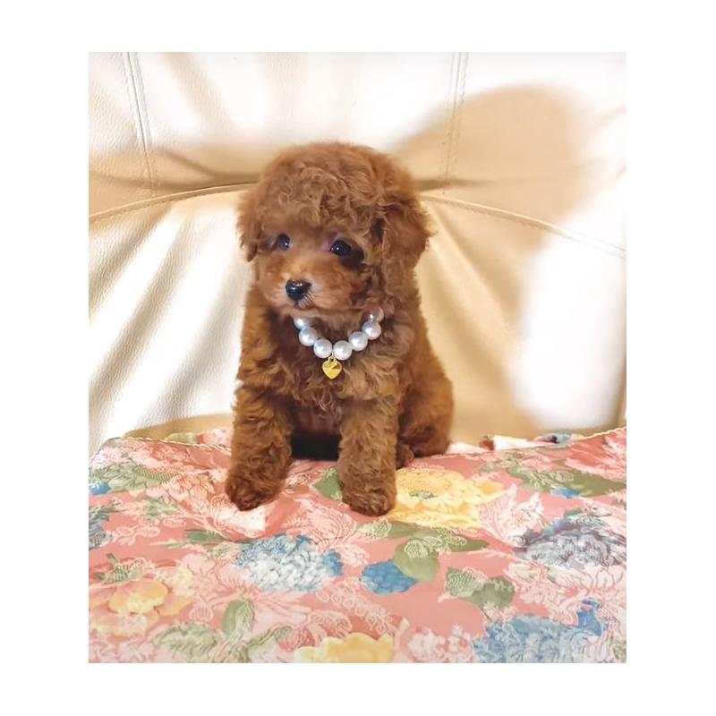 販売中の兵庫県のティーカッププードル-431361の2枚目