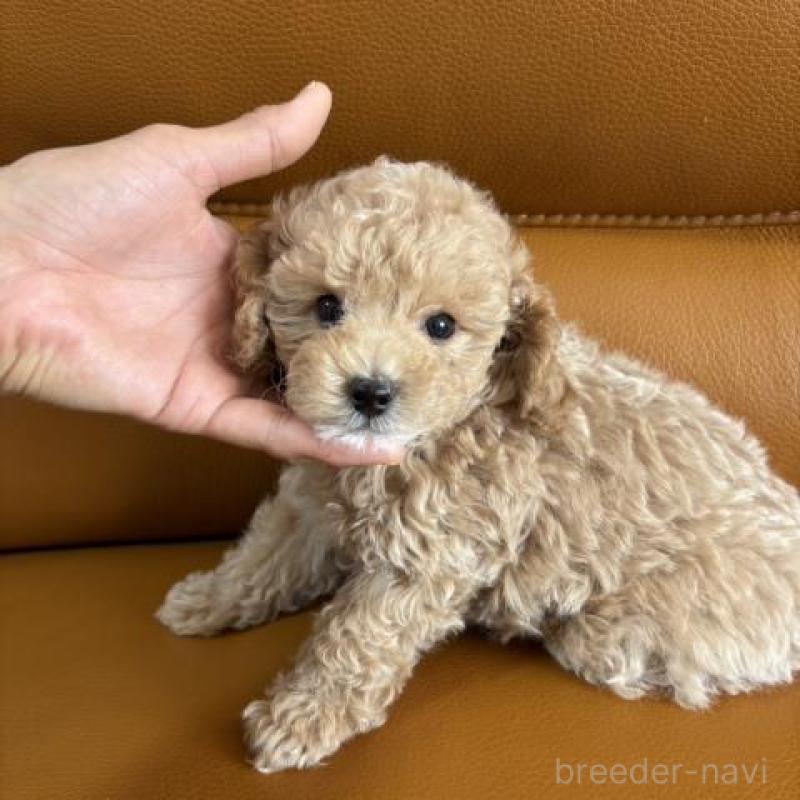 販売中の佐賀県のトイプードル-431362の3枚目