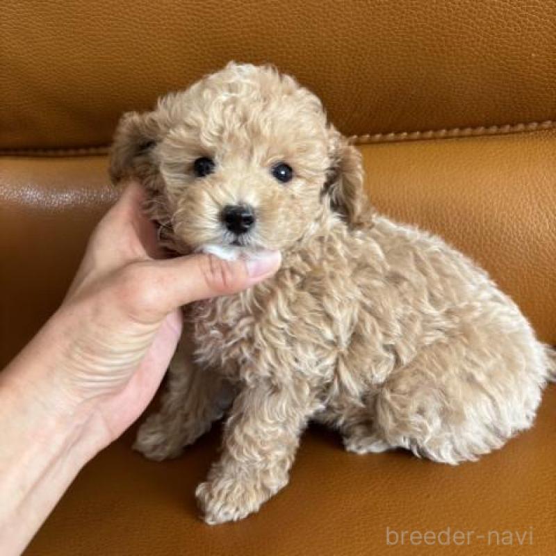 販売中の佐賀県のトイプードル-431362の2枚目
