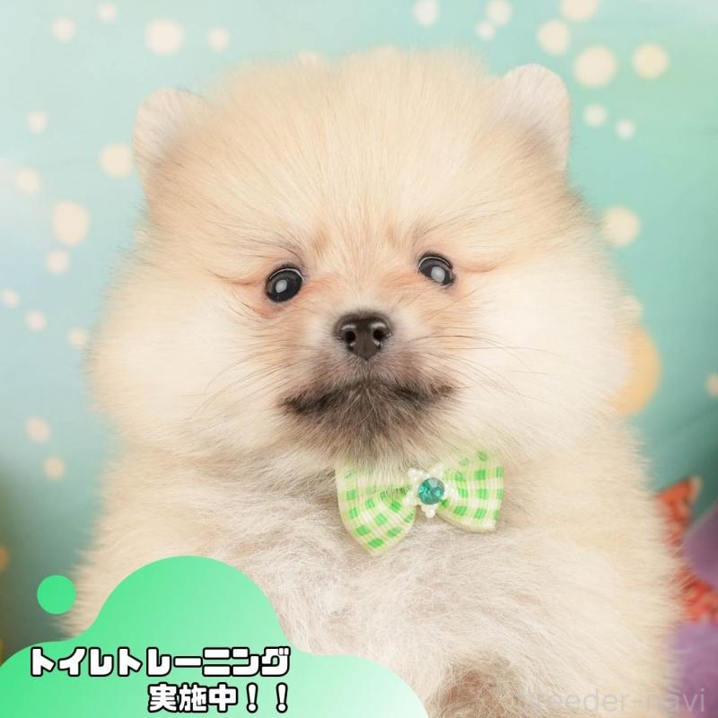 販売中の静岡県のポメラニアン-431399の1枚目