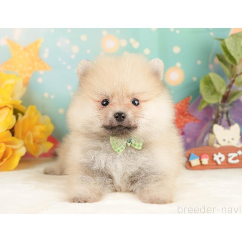 販売中の静岡県のポメラニアン-431399の10枚目