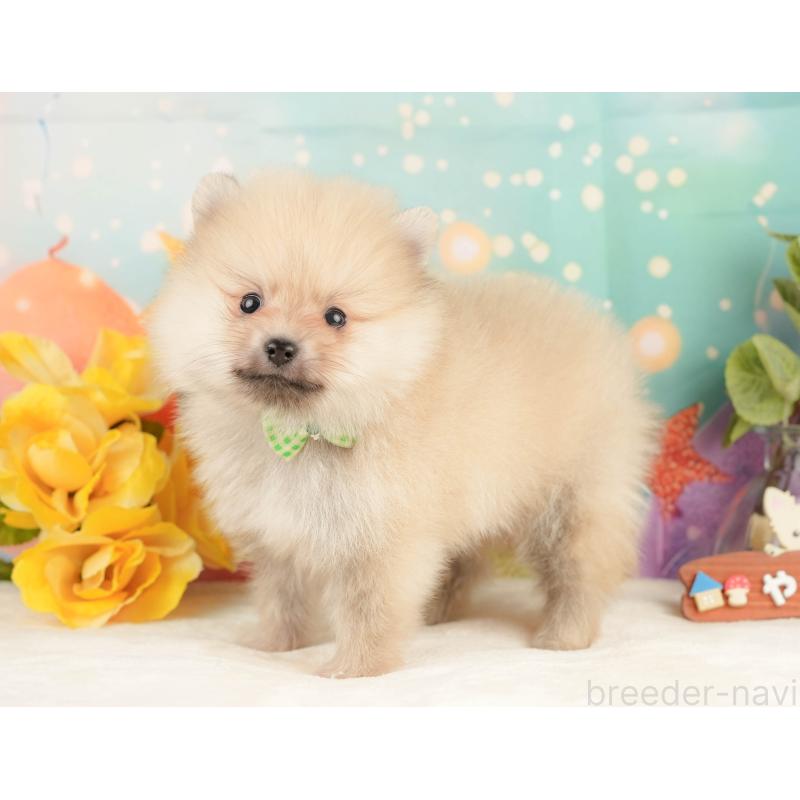 販売中の静岡県のポメラニアン-431399の9枚目