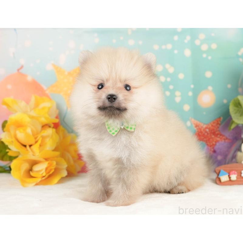 販売中の静岡県のポメラニアン-431399の8枚目