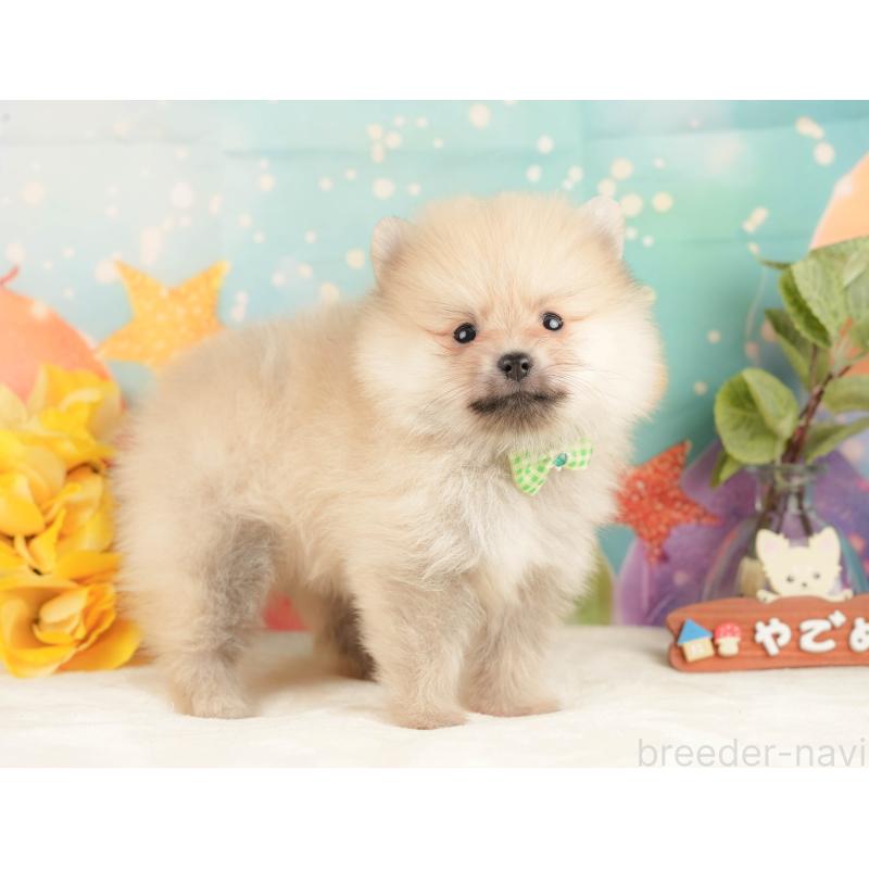 販売中の静岡県のポメラニアン-431399の7枚目