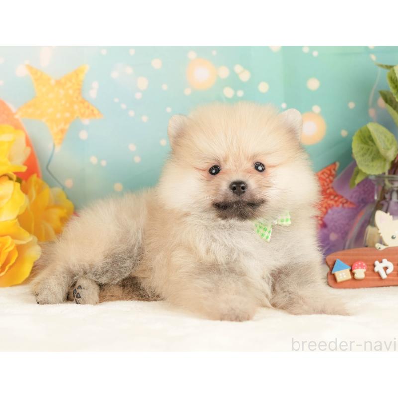 販売中の静岡県のポメラニアン-431399の6枚目