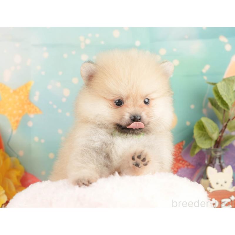 販売中の静岡県のポメラニアン-431399の5枚目