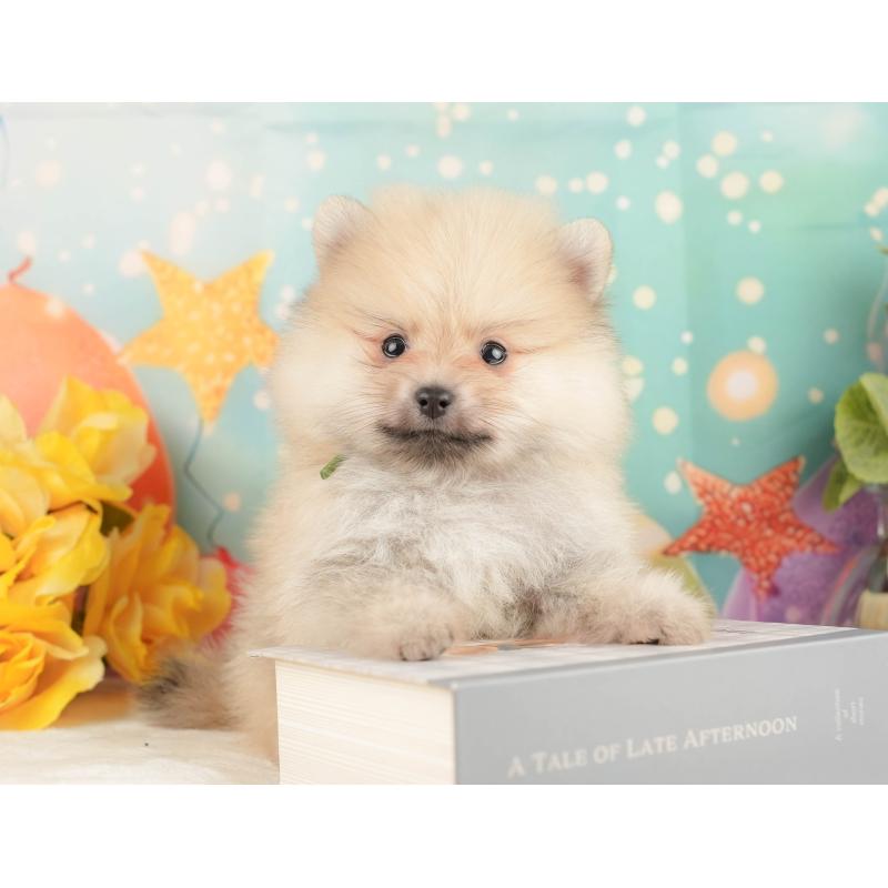 販売中の静岡県のポメラニアン-431399の4枚目