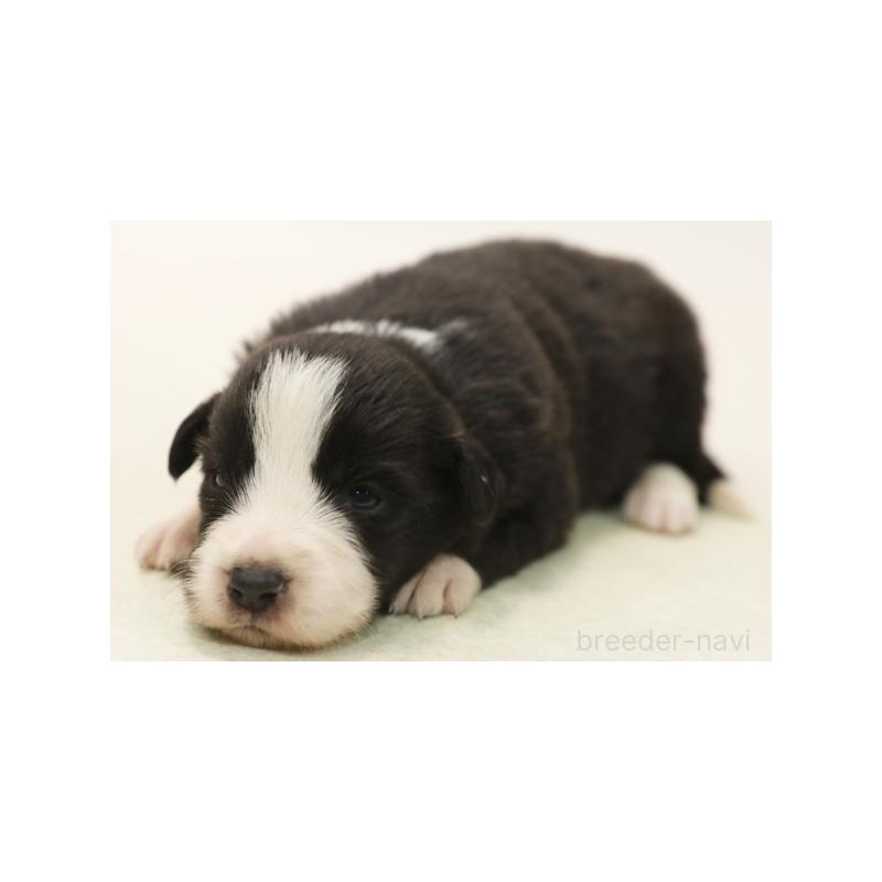 販売中の神奈川県のボーダーコリー-431363