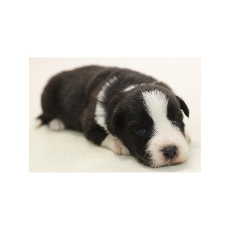 販売中の神奈川県のボーダーコリー-431363の6枚目