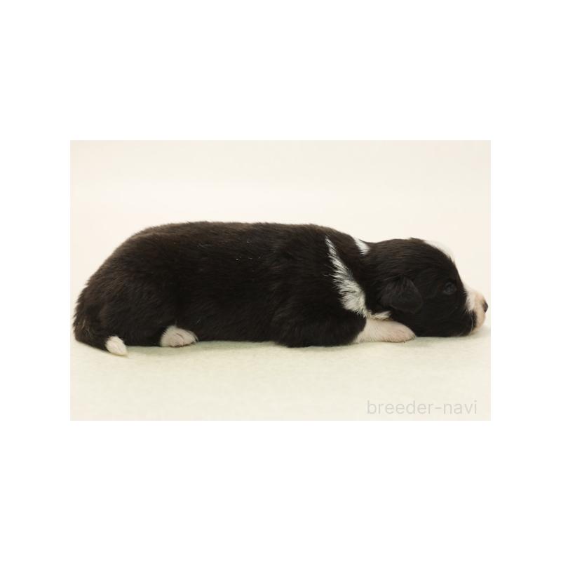 販売中の神奈川県のボーダーコリー-431363の4枚目