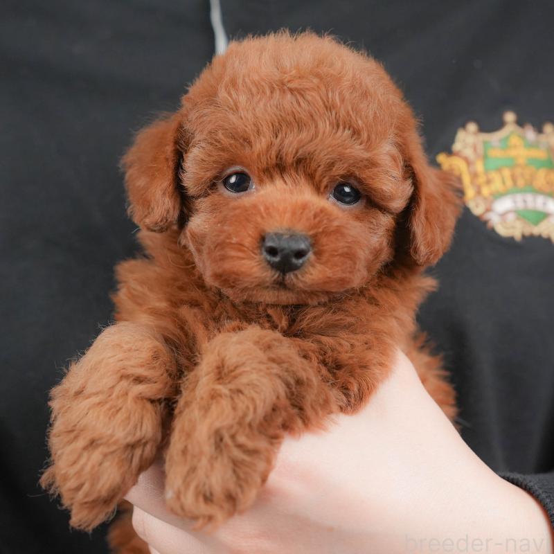 販売中の群馬県のトイプードル-431540の1枚目