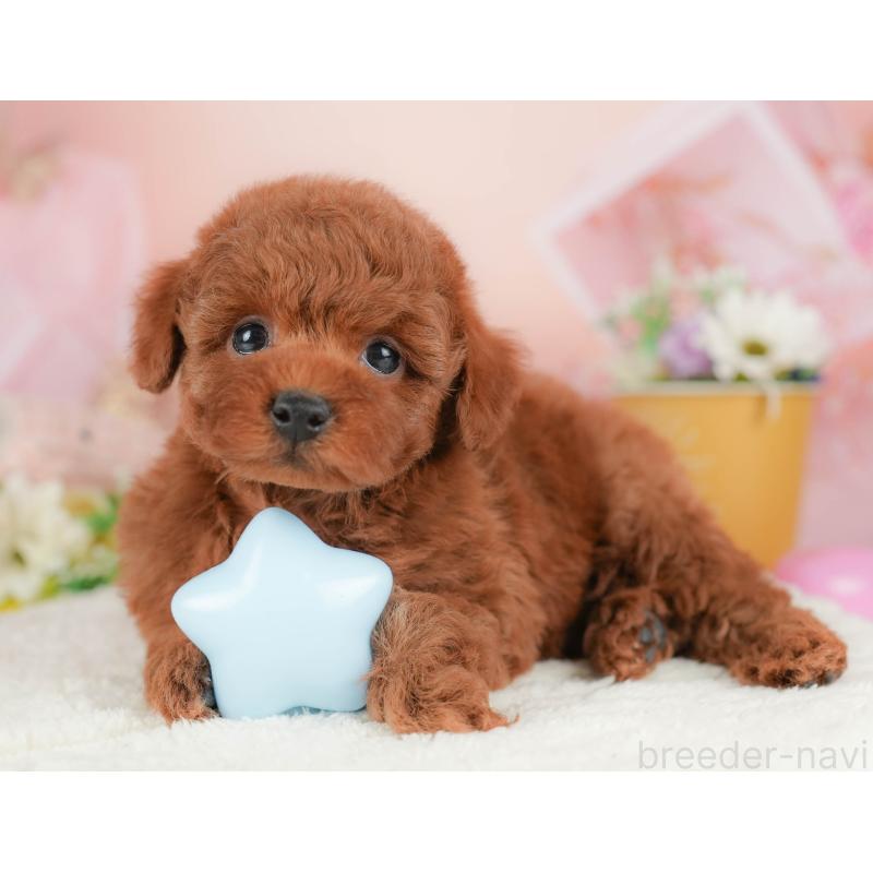 販売中の群馬県のトイプードル-431540の7枚目