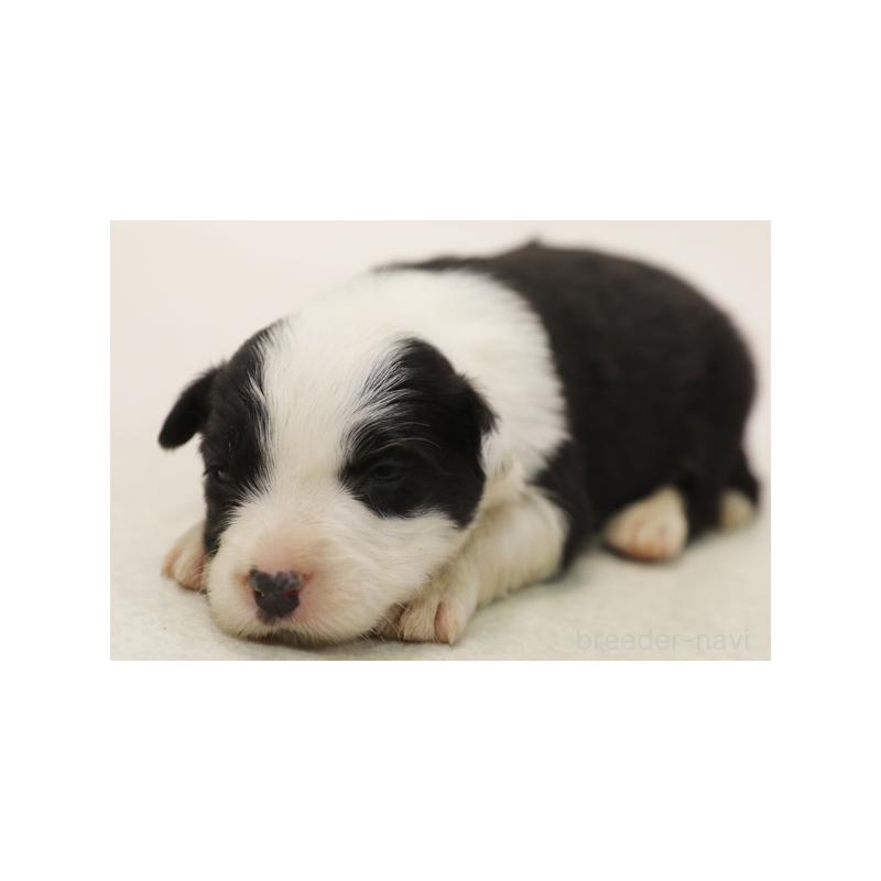 販売中の神奈川県のボーダーコリー-431364