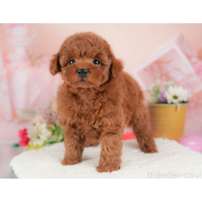 販売中の群馬県のトイプードル-431540の6枚目