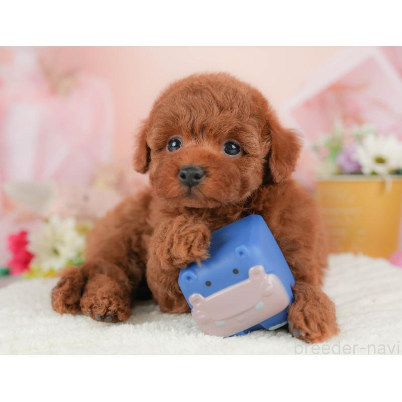 販売中の群馬県のトイプードル-431540の5枚目