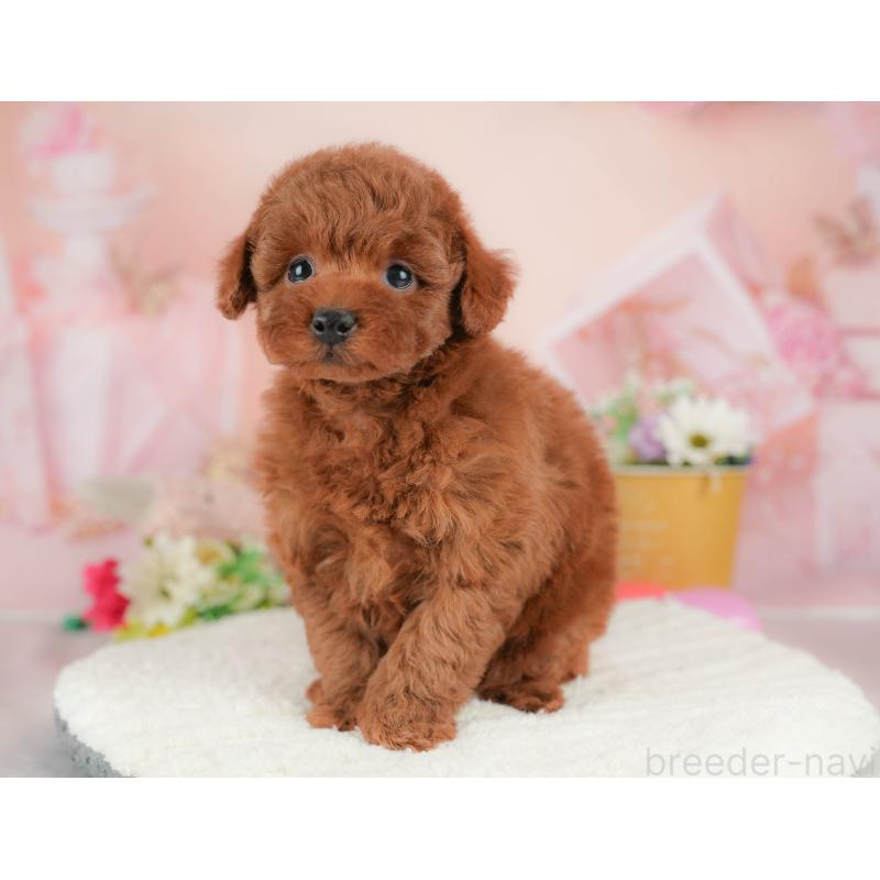 販売中の群馬県のトイプードル-431540の4枚目