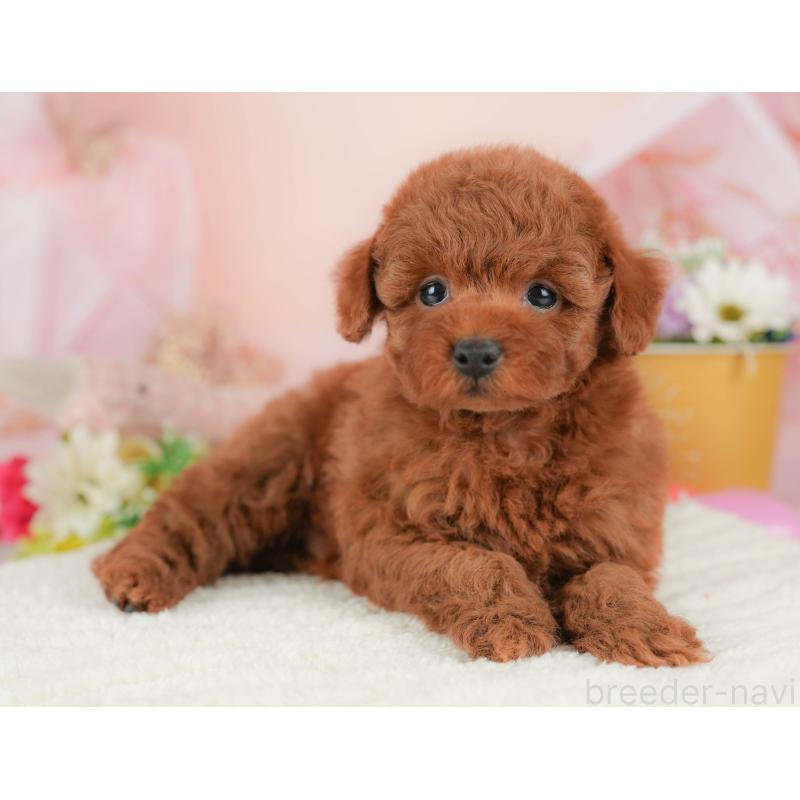 販売中の群馬県のトイプードル-431540の3枚目