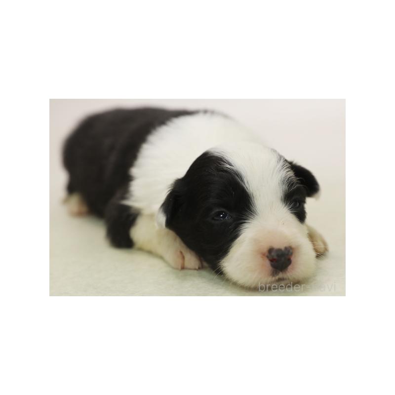 販売中の神奈川県のボーダーコリー-431364の6枚目