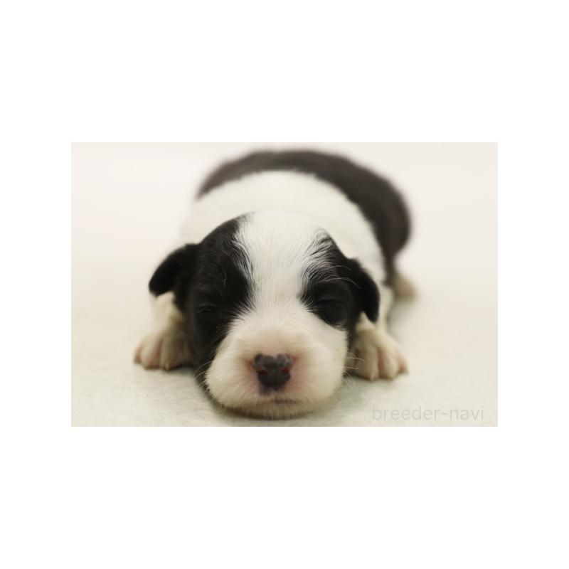 販売中の神奈川県のボーダーコリー-431364の3枚目