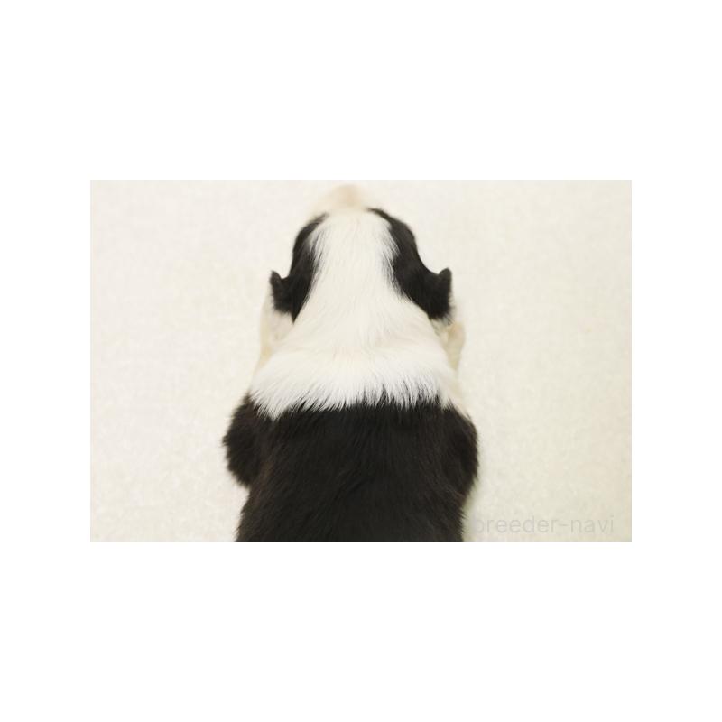 販売中の神奈川県のボーダーコリー-431364の2枚目