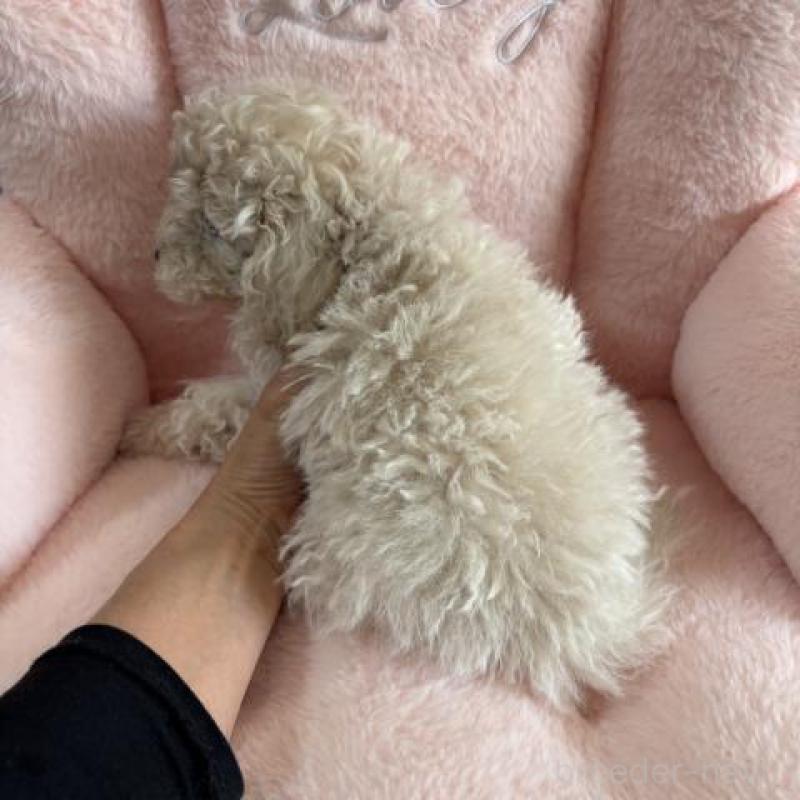 販売中の佐賀県のトイプードル-431365の9枚目