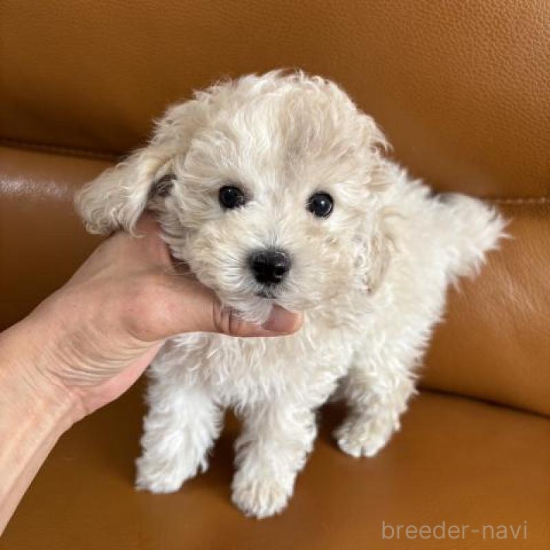 販売中の佐賀県のトイプードル-431365
