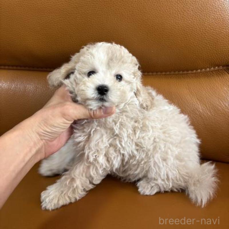 販売中の佐賀県のトイプードル-431365の6枚目