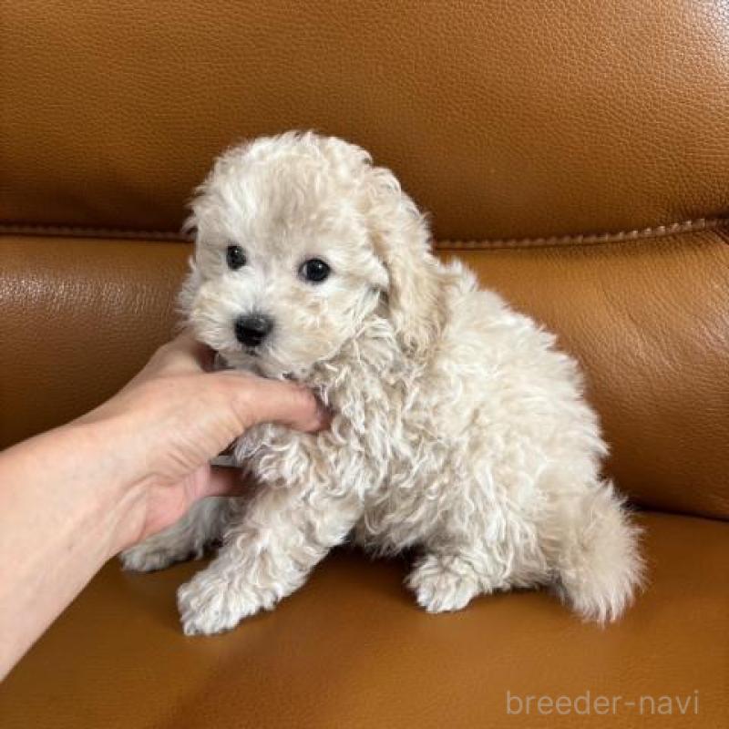 販売中の佐賀県のトイプードル-431365の7枚目