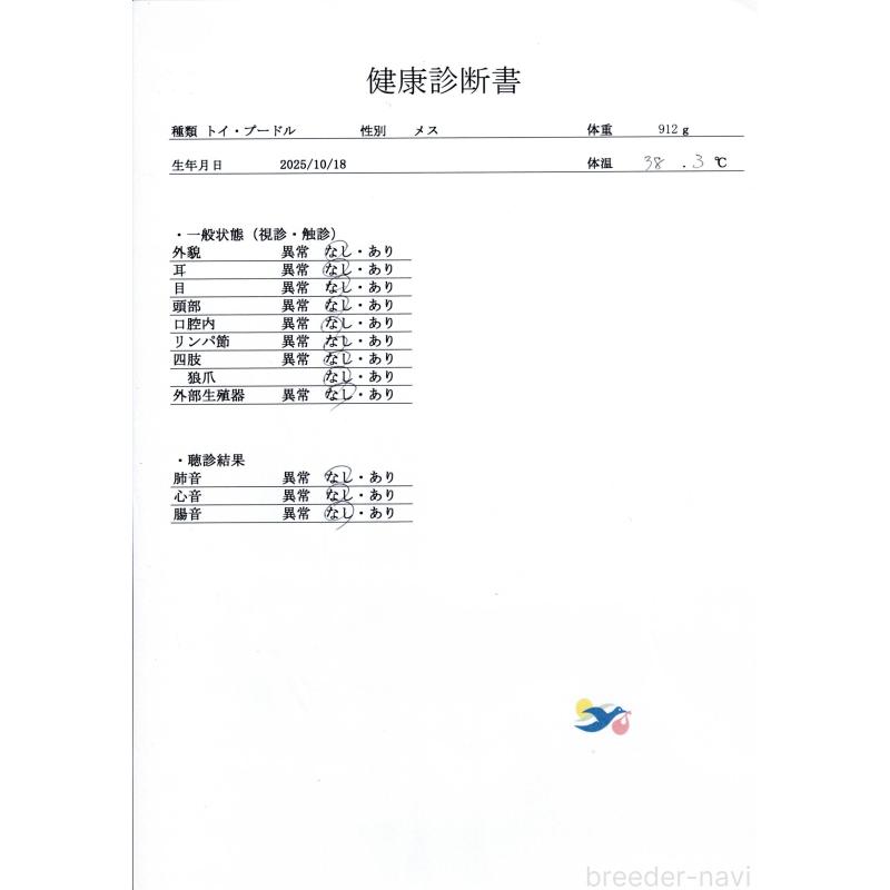 販売中の群馬県のトイプードル-431537の9枚目
