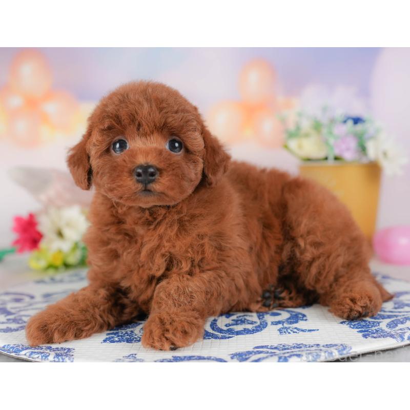 販売中の群馬県のトイプードル-431537の8枚目