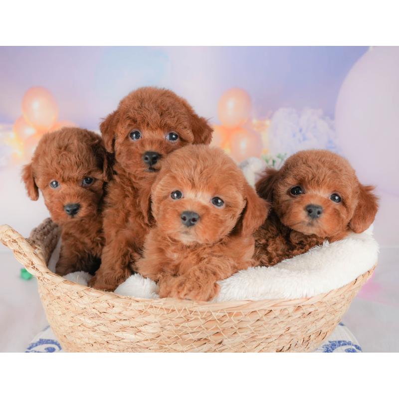 販売中の群馬県のトイプードル-431537の7枚目