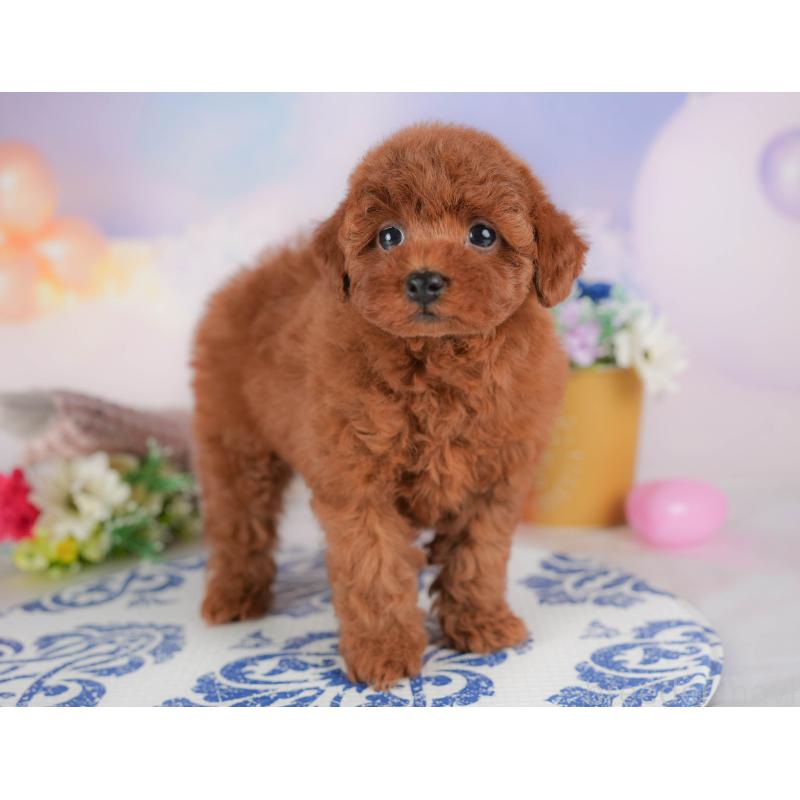 販売中の群馬県のトイプードル-431537の6枚目