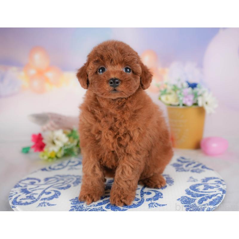 販売中の群馬県のトイプードル-431537の5枚目