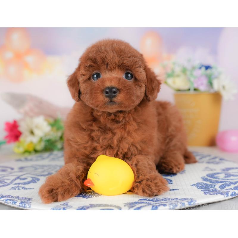 販売中の群馬県のトイプードル-431537の4枚目