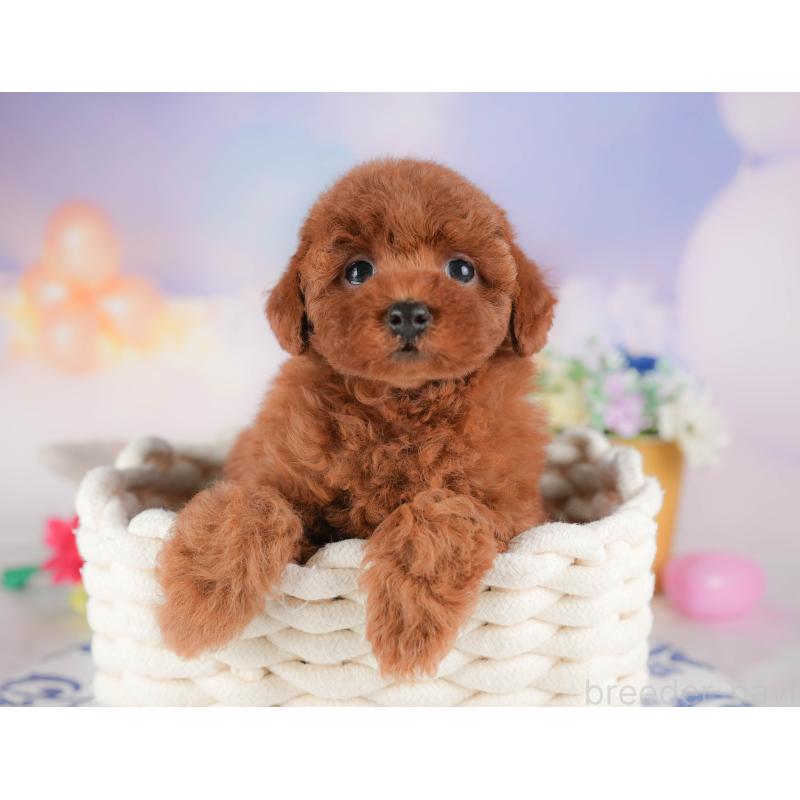 販売中の群馬県のトイプードル-431537の3枚目