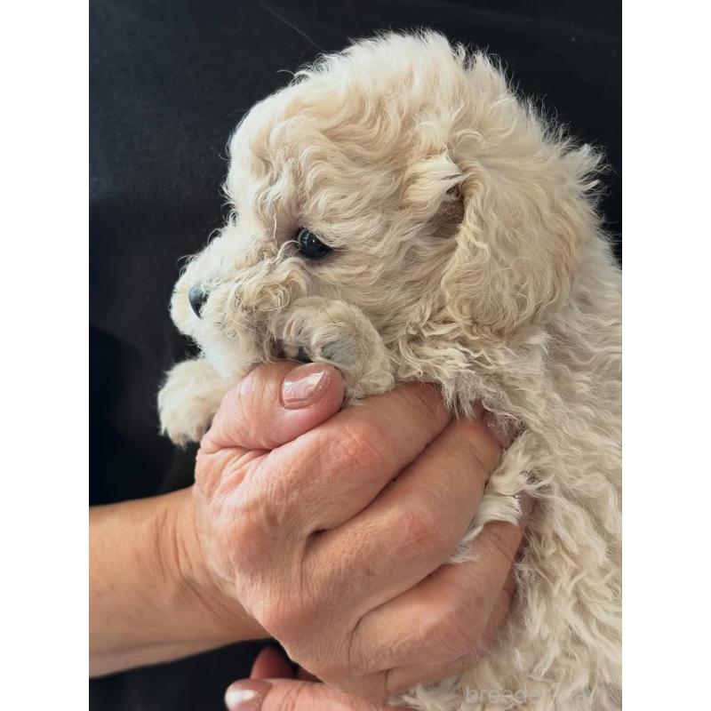 販売中の佐賀県のトイプードル-431365の5枚目