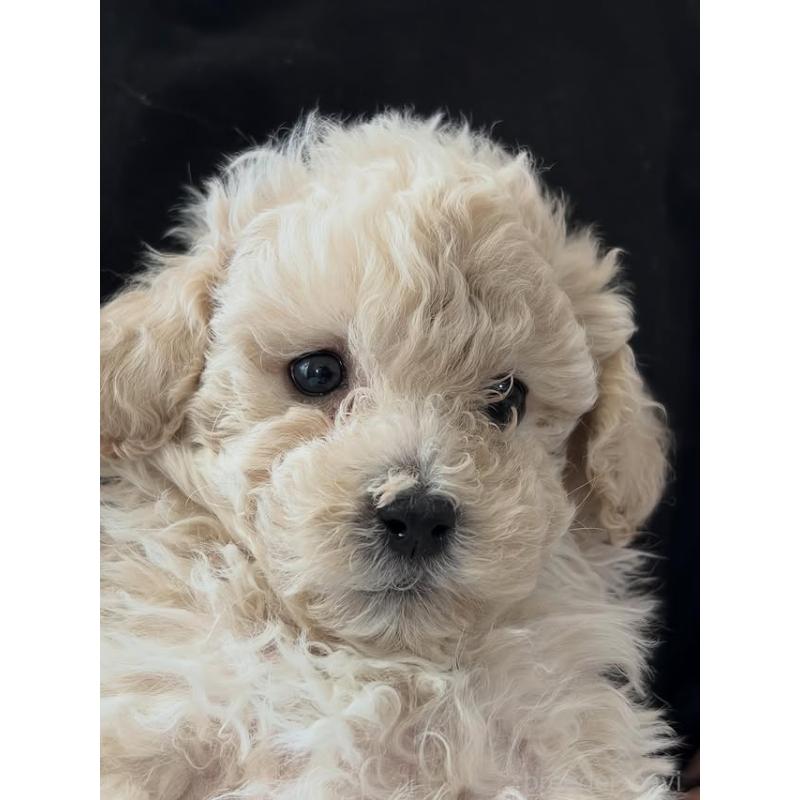 販売中の佐賀県のトイプードル-431365の4枚目