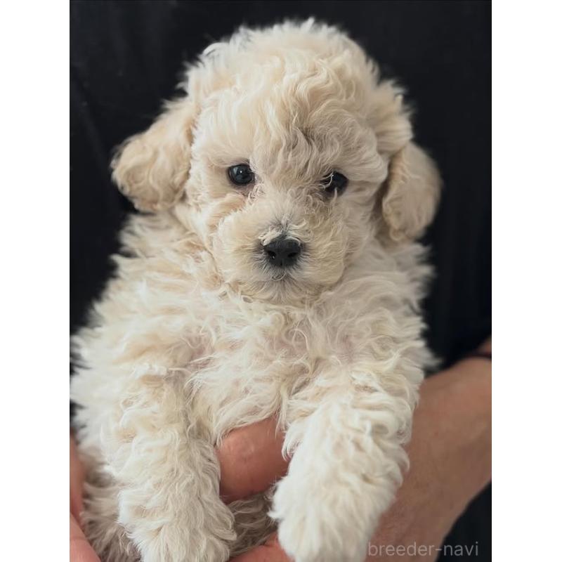 販売中の佐賀県のトイプードル-431365の2枚目