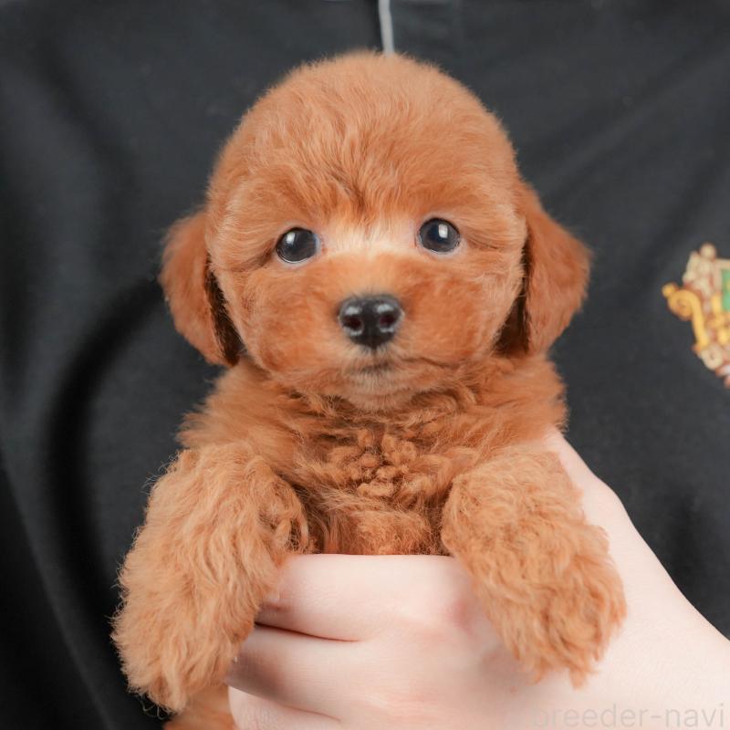 販売中の群馬県のトイプードル-431534