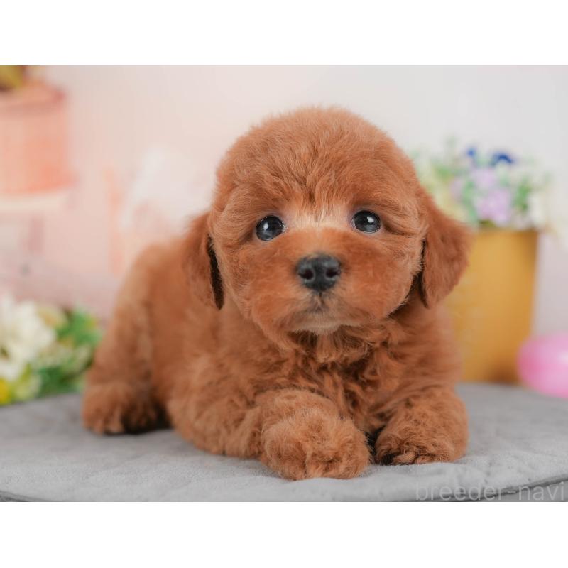 販売中の群馬県のトイプードル-431534の7枚目