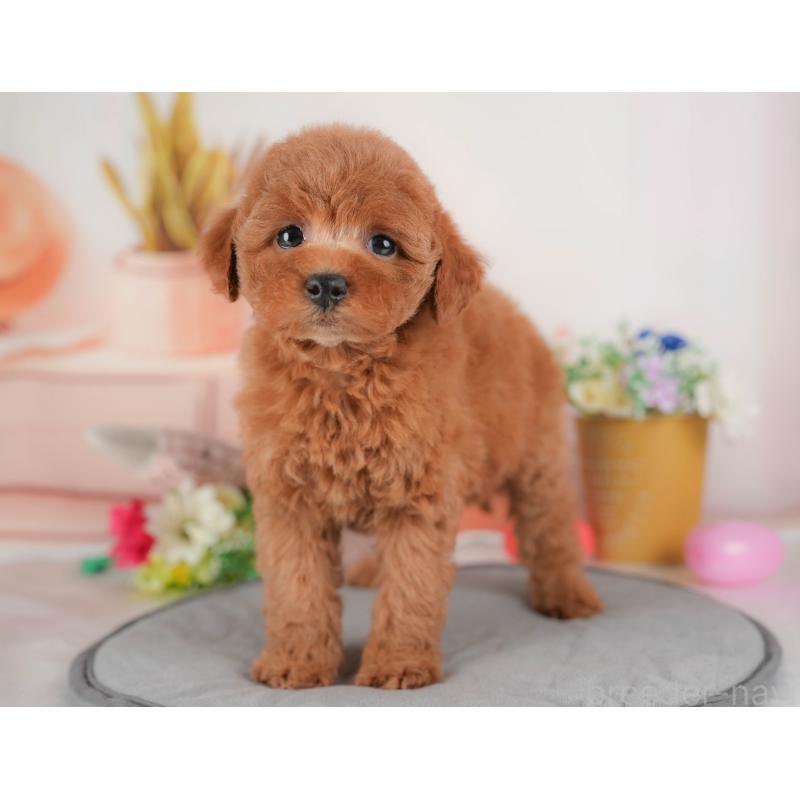 販売中の群馬県のトイプードル-431534の6枚目