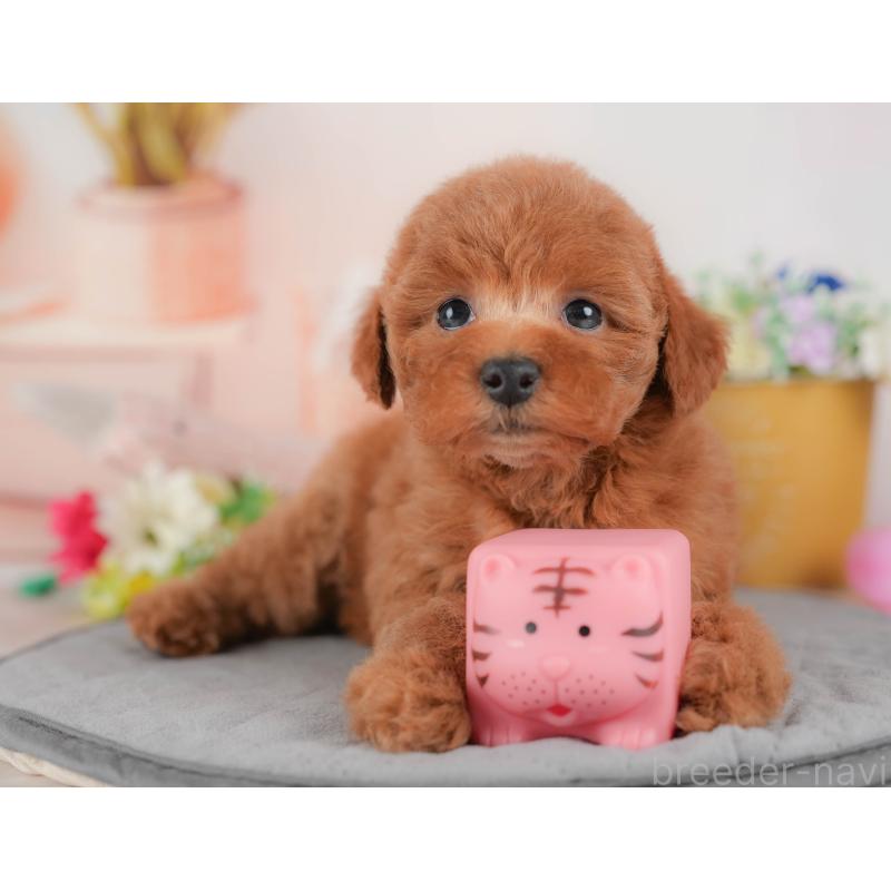 販売中の群馬県のトイプードル-431534の5枚目