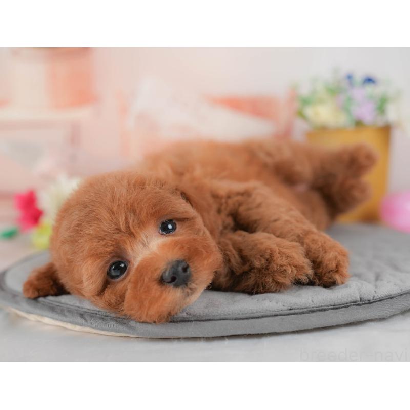 販売中の群馬県のトイプードル-431534の4枚目