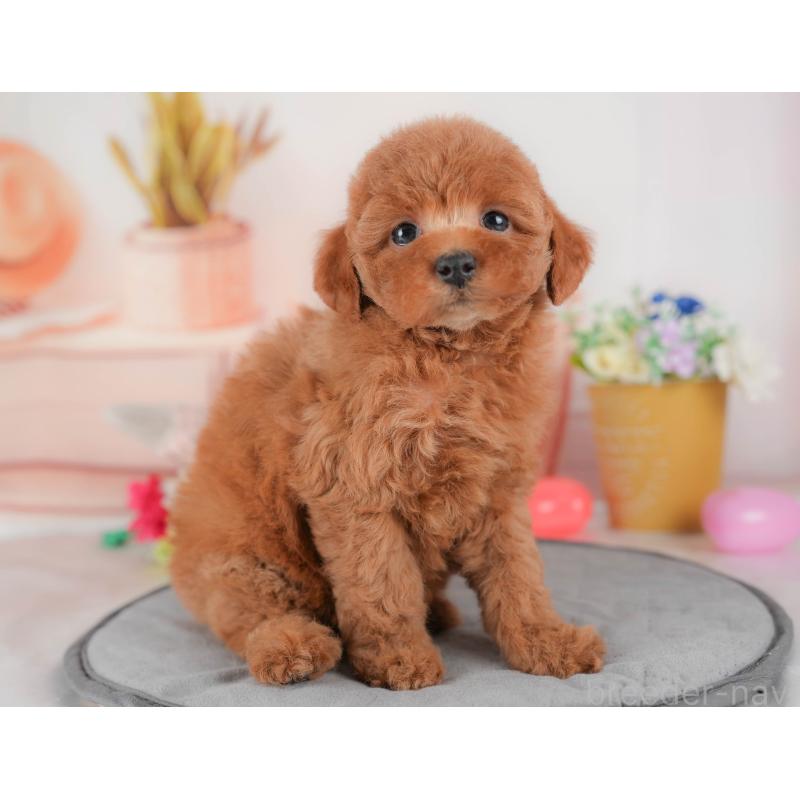 販売中の群馬県のトイプードル-431534の3枚目