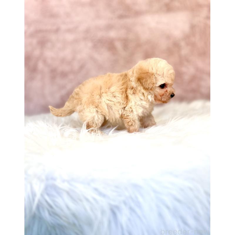 販売中の茨城県のミックス犬-431366の4枚目