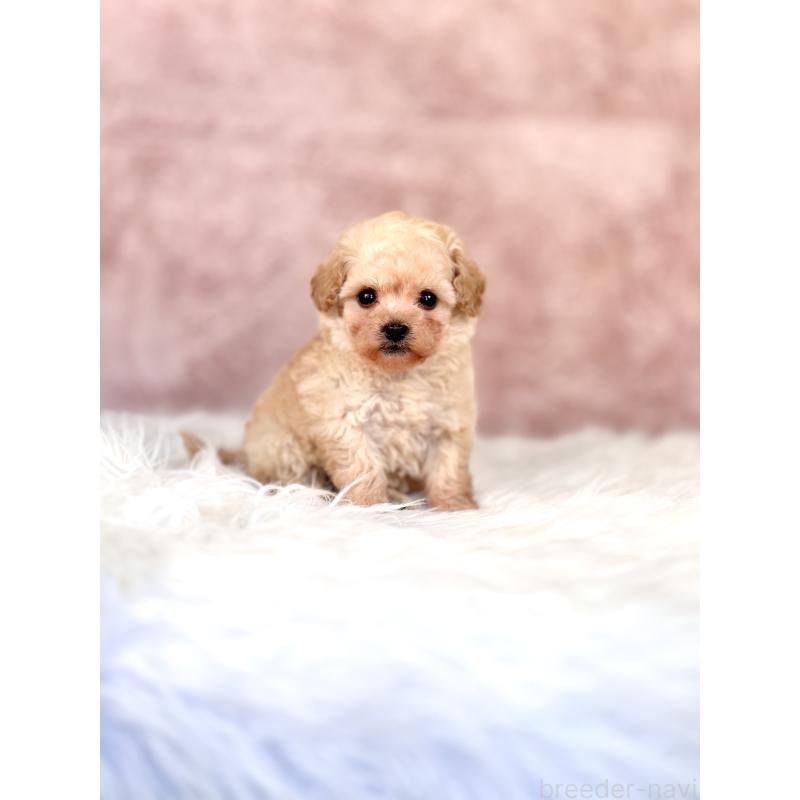 販売中の茨城県のミックス犬-431366の3枚目