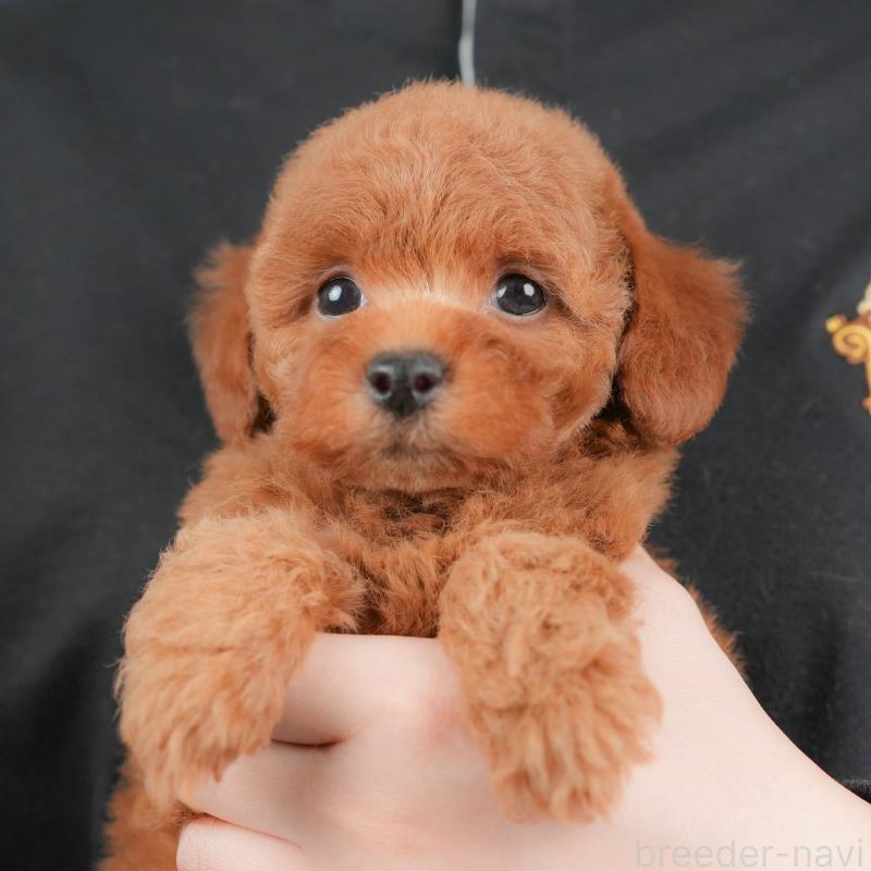 販売中の群馬県のトイプードル-431531