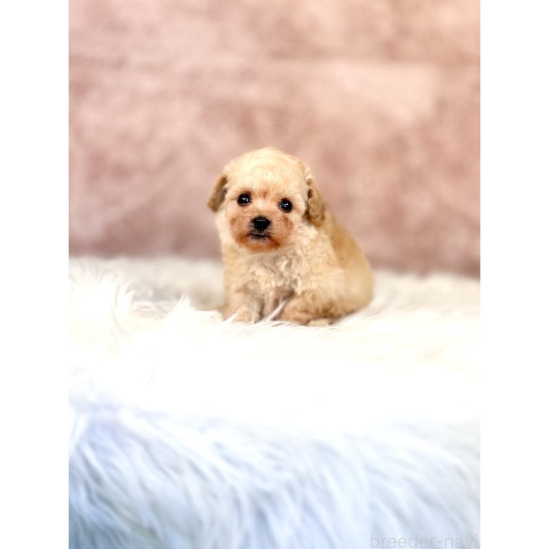 販売中の茨城県のミックス犬-431366の2枚目