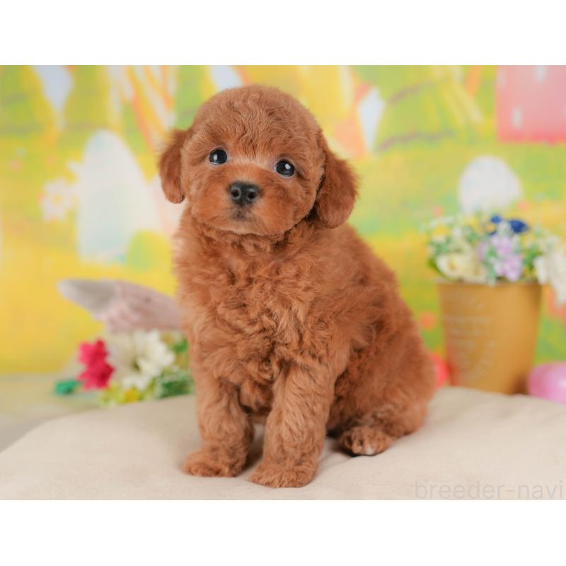 販売中の群馬県のトイプードル-431531の7枚目