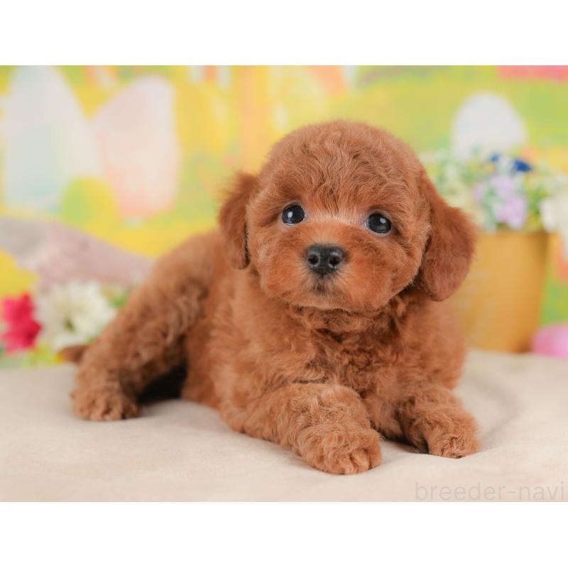 販売中の群馬県のトイプードル-431531の6枚目